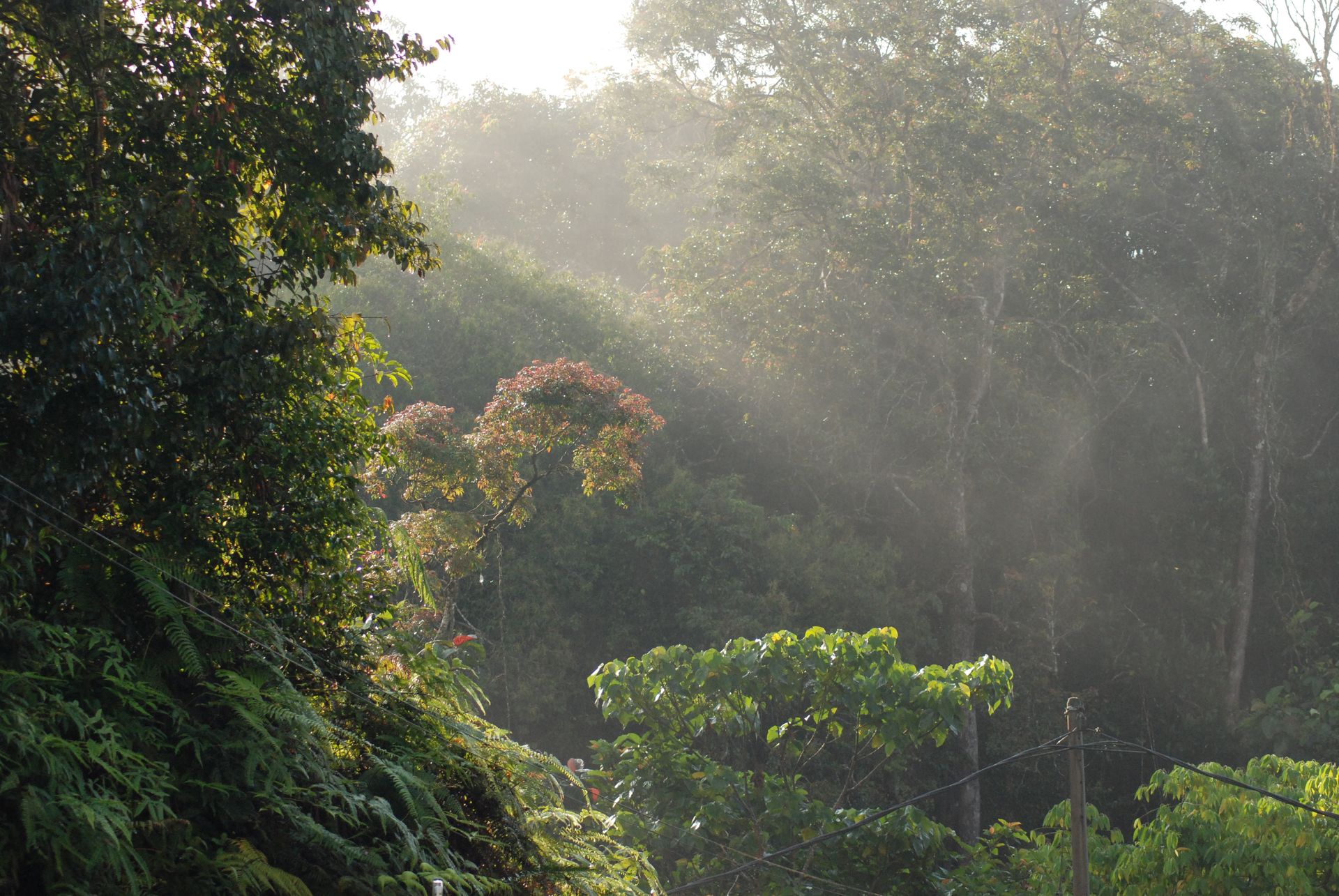Mindanao: The Last Wild Frontier of Philippine Birdlife