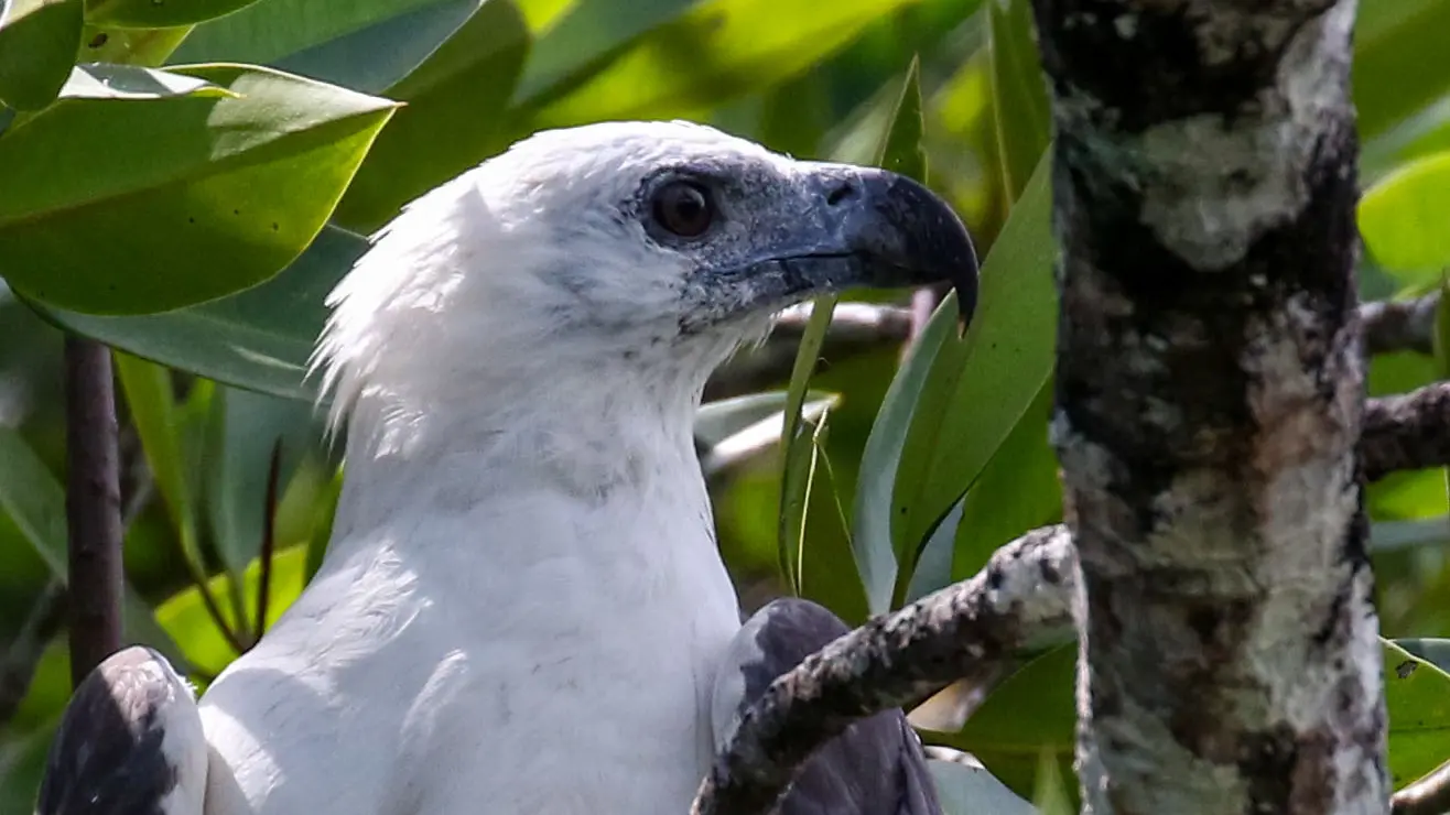 Pygargue blagre - White-bellied sea eagle