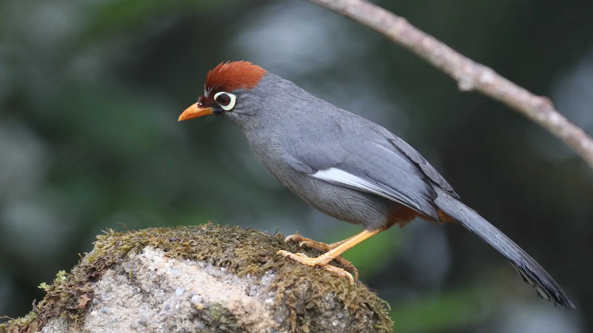 Garrulaxe mitré - Chestnut-capped laughingthrush