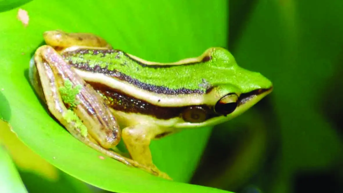 Hylarana erythraea - Green paddy frog