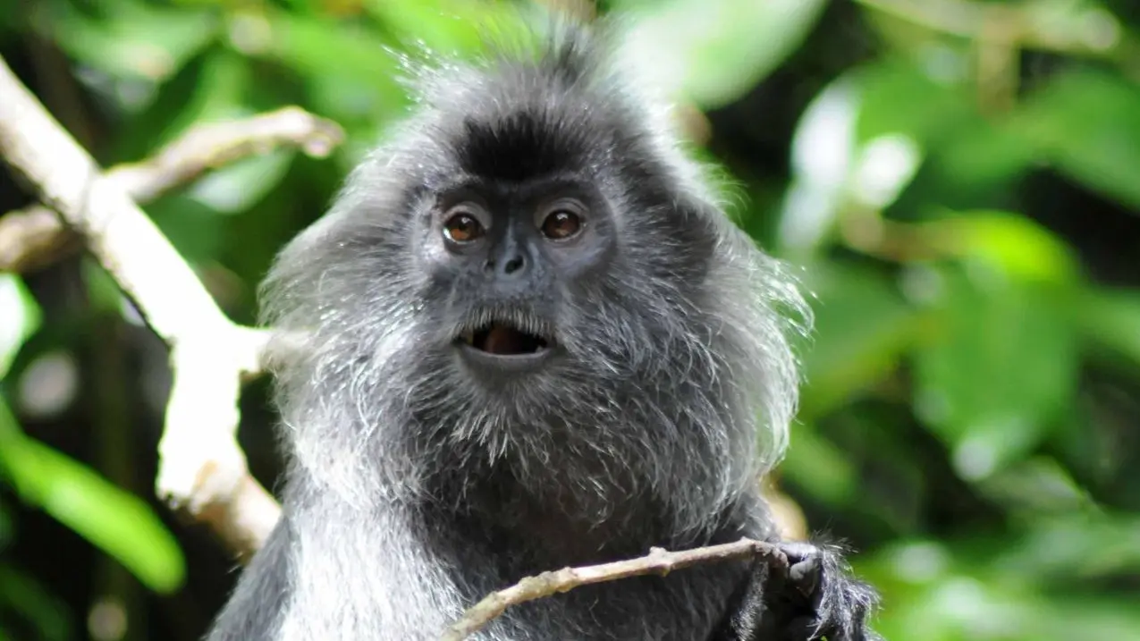 Semnopithèque à coiffe - Silvered leaf monkey