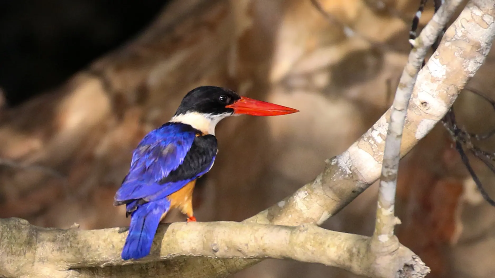 Martin-chasseur à coiffe noire -Black-capped kingfisher