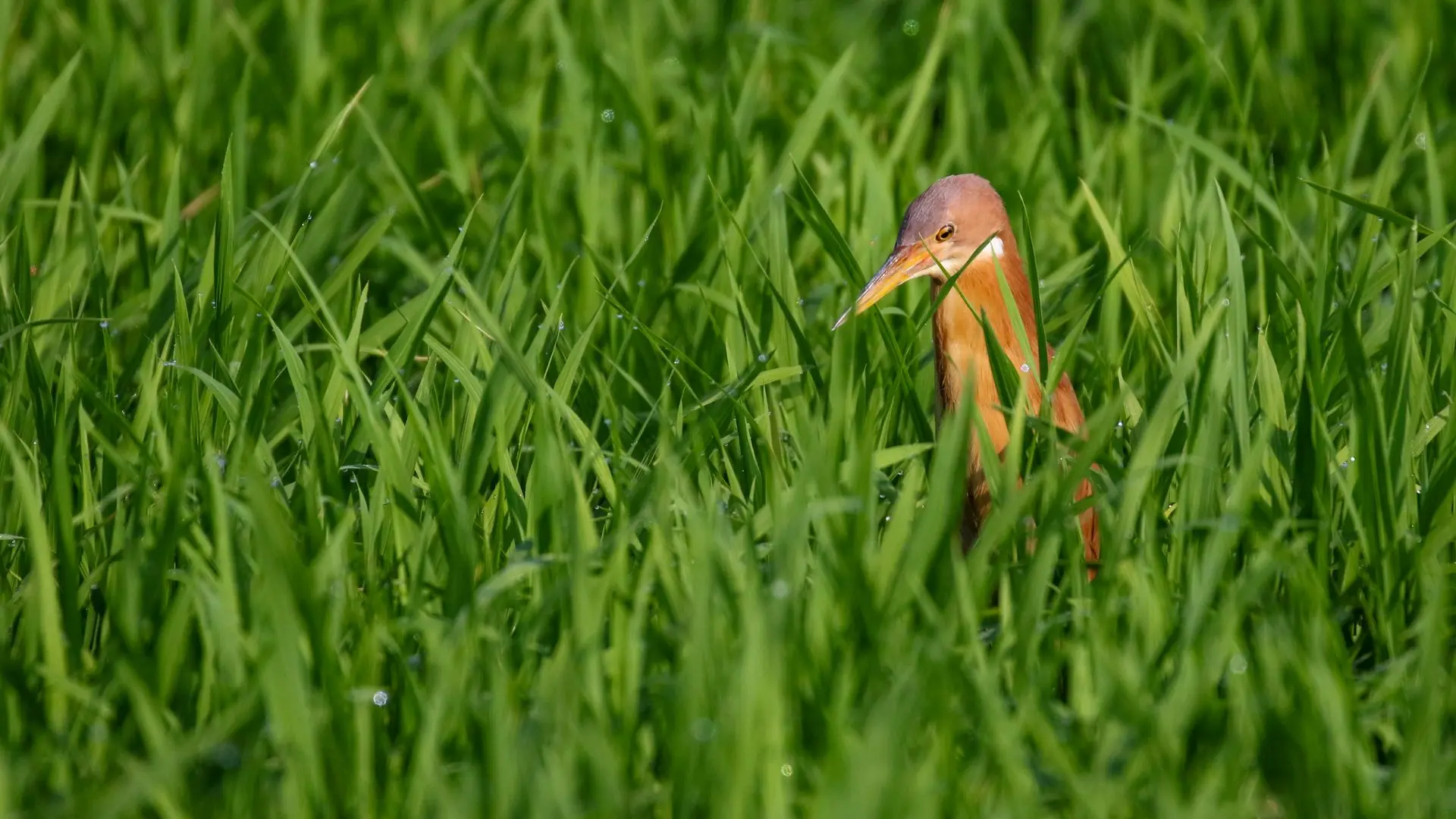 Blongios cannelle - Cinnamon bittern