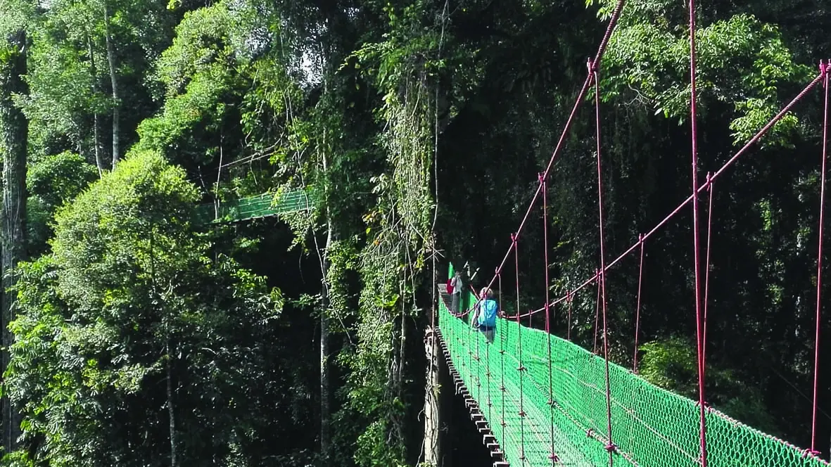 Canopy walk
