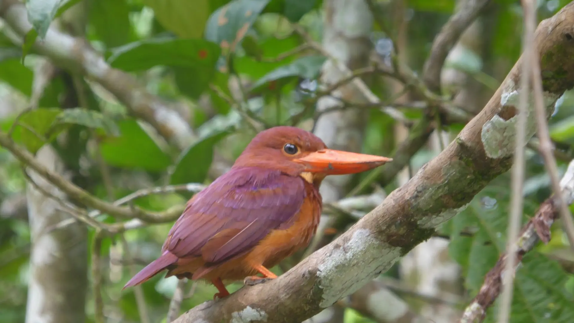 Martin-chasseur violet - Ruddy Kingfisher