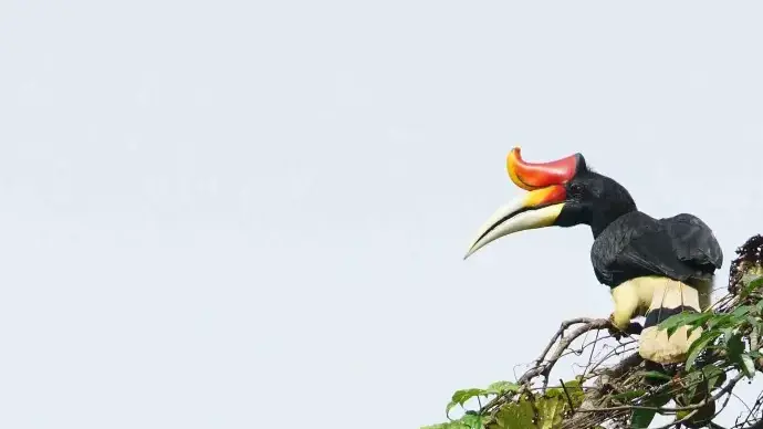 Calao rhinocéros - Rhinoceros hornbill