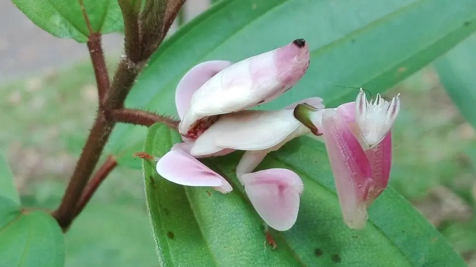 Mante orchidée - Orchid mantis