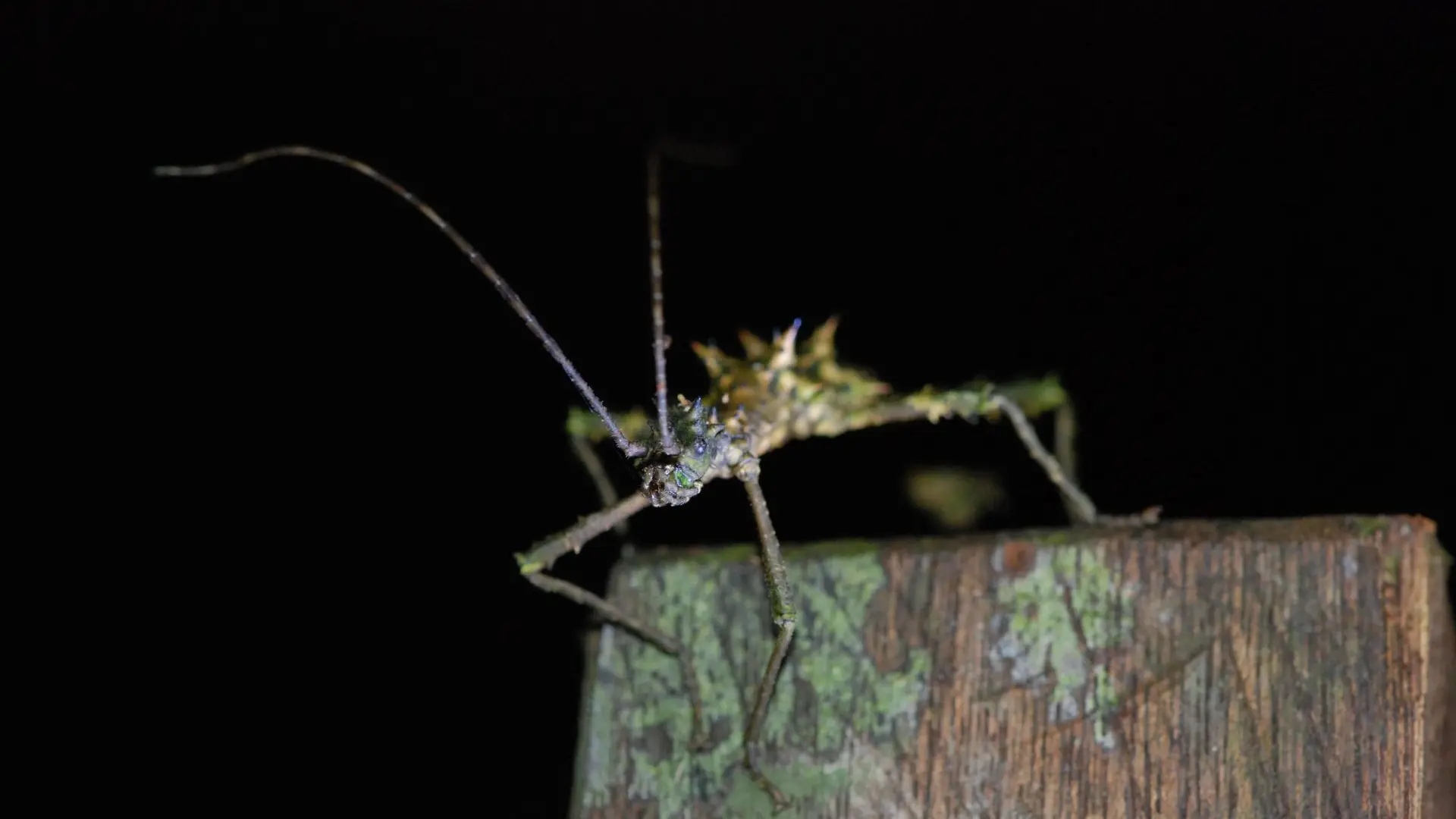Phasme - Stick insect