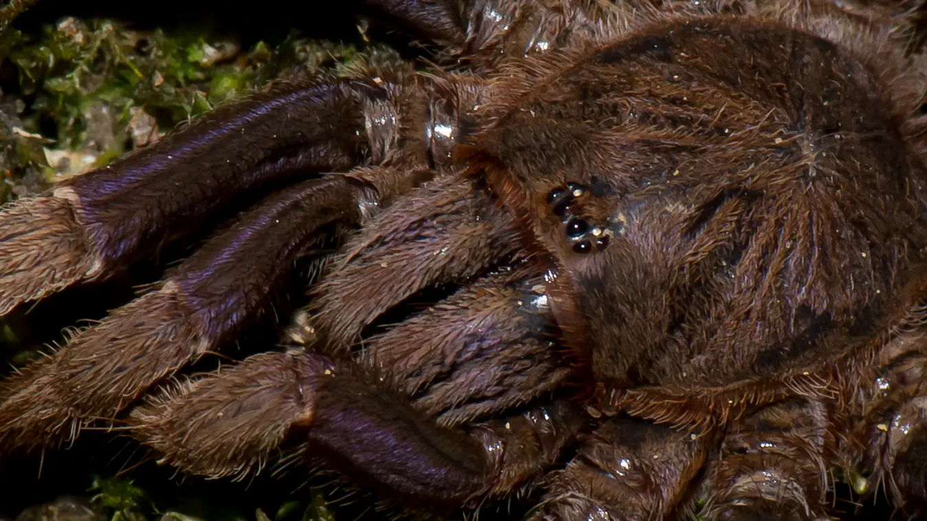 Mygale - Trapdoor spider