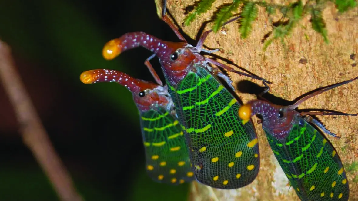 Pyrops intricatus - Lantern bug