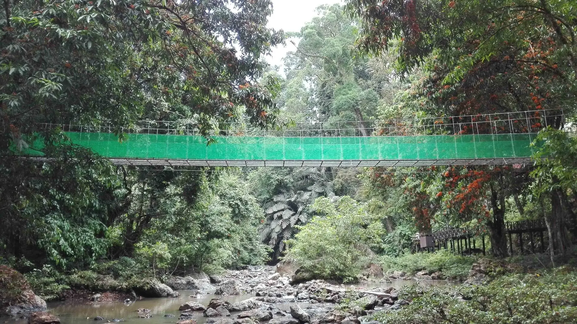 Tabin canopy walk