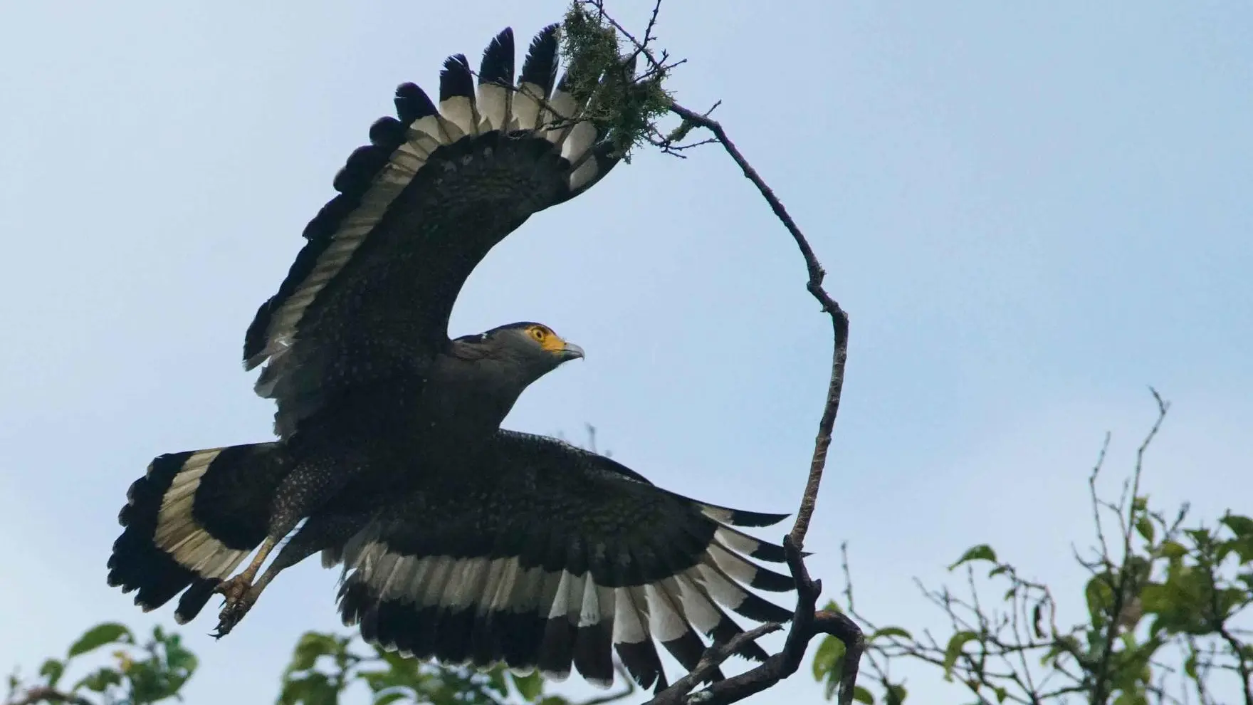 Serpentaire bacha - Crested serpent eagle