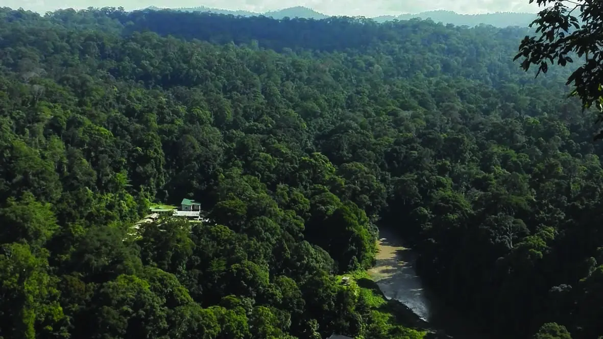 Danum forest