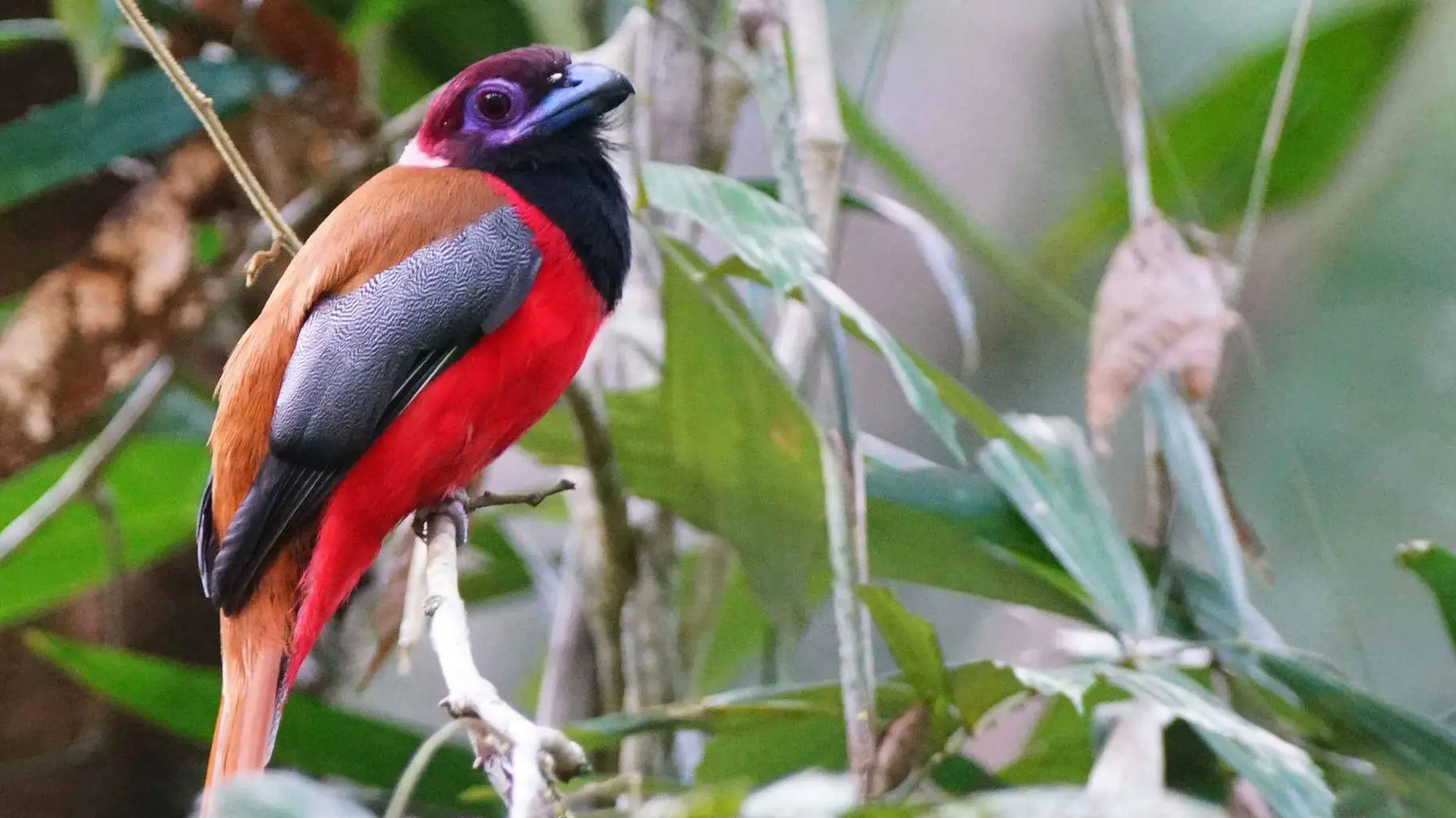 Trogon de Diard -Diard's trogon