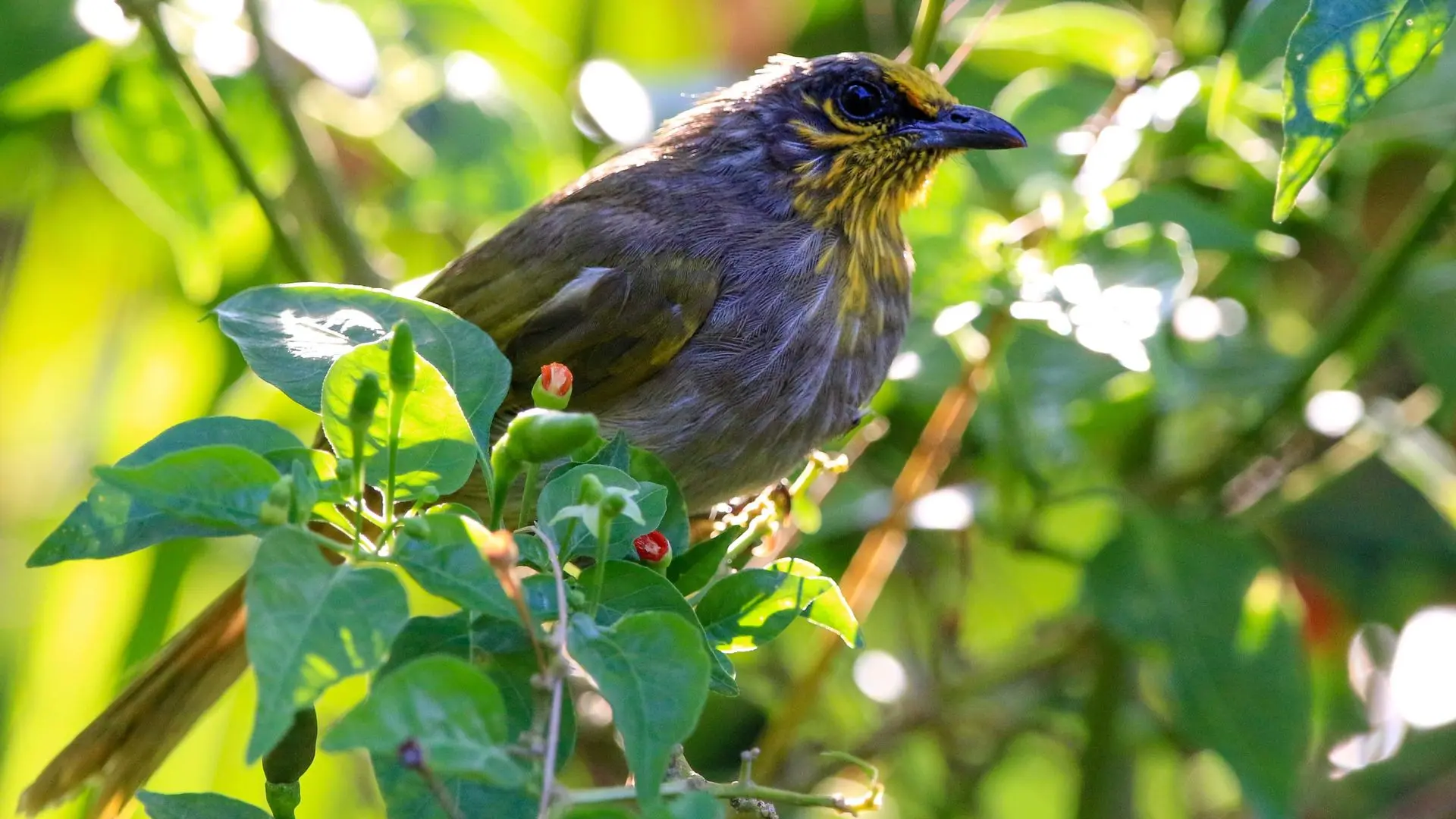 Streaked Bulbul - Bulbul Malais