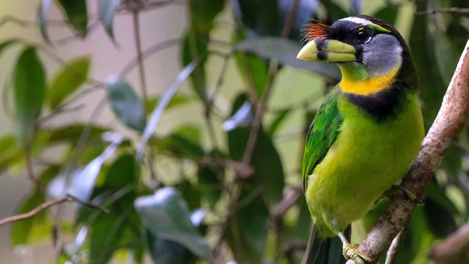 Barbu à collier - Fire-tufted Barbet;