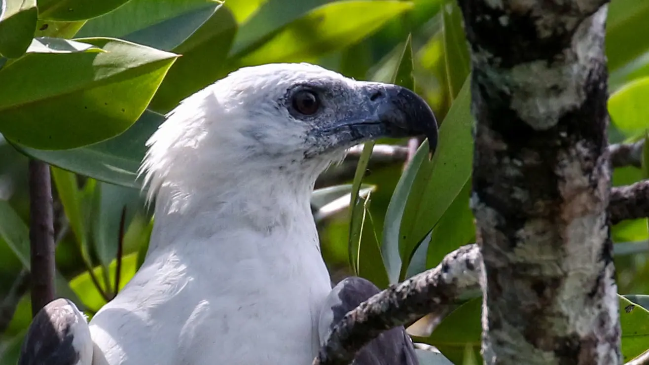 Pygargue Blagre - White bellied sea eagle