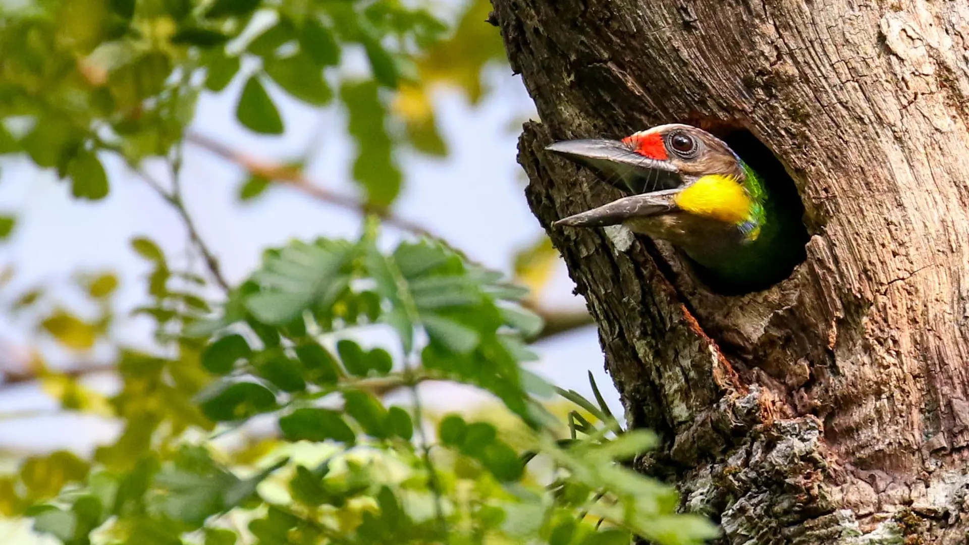 Barbu à joues jaunes - Gold-whiskered barbet