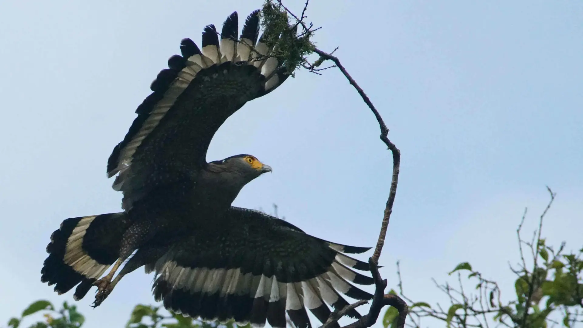 Serpentaire Bacha - Crested Serpent Eagle