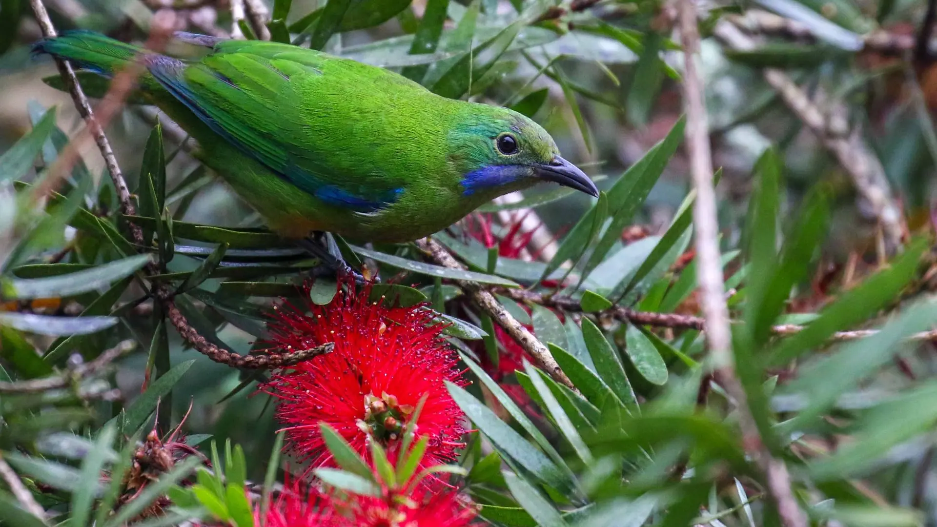 Verdin de Hardwicke - Orange-bellied Leafbird