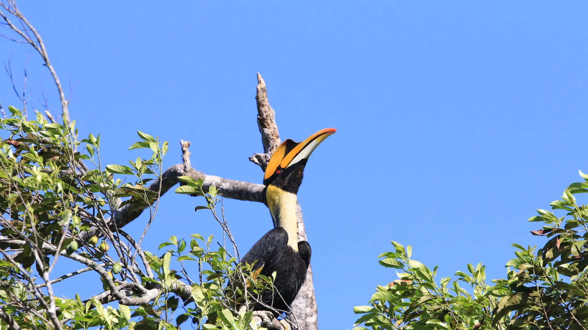 great hornbill - Calao Bicorne