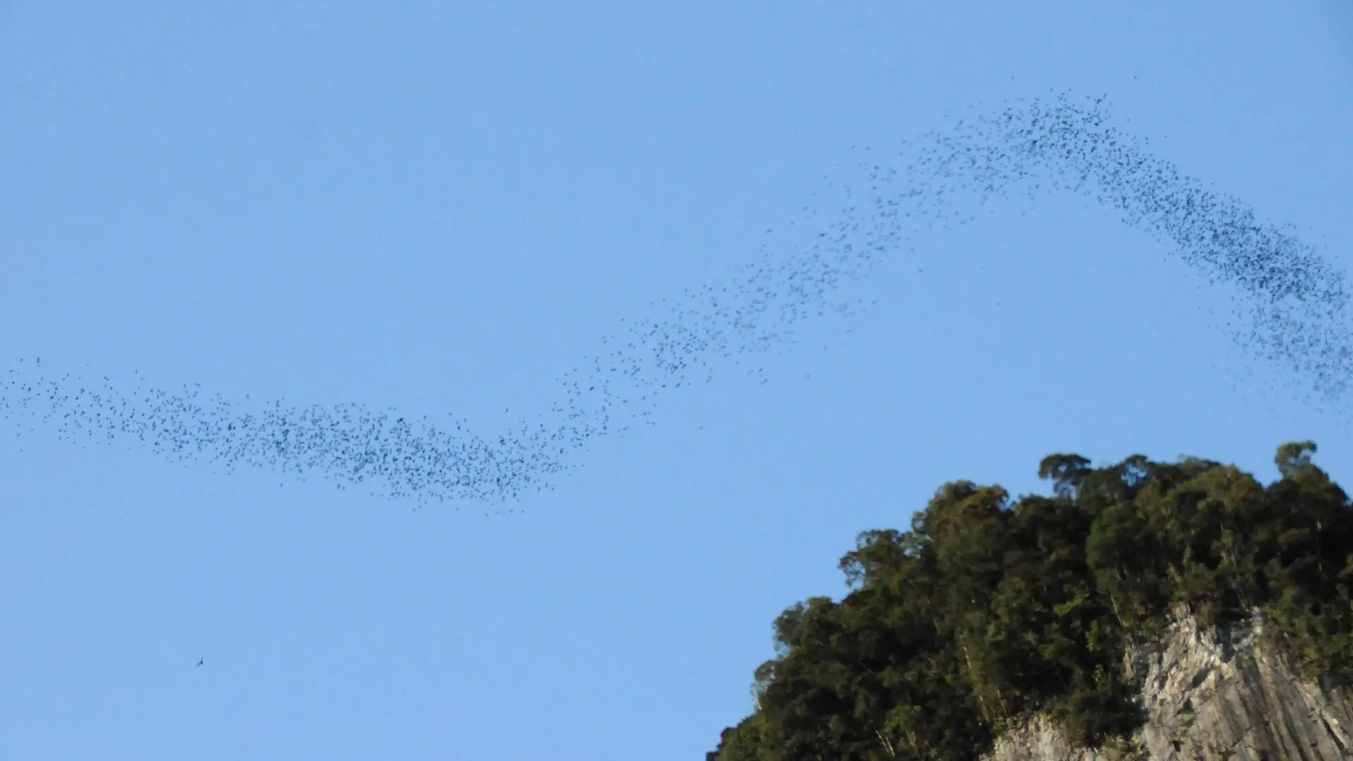 Chauves-souris - Bats