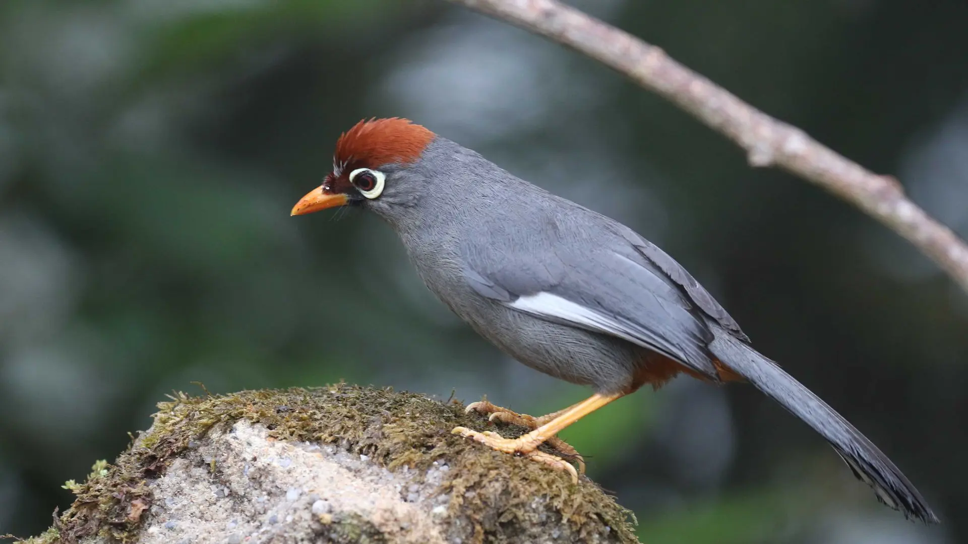 Garrulaxe mitré - Chestnut-capped laughingthrush