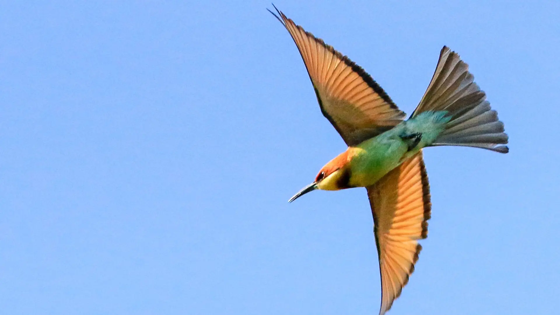 Guêpier de Leschenault - Chestnut headed bee-eater