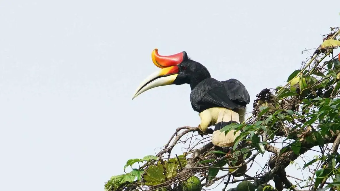 Calao rhinocéros - Rhinoceros Hornbill