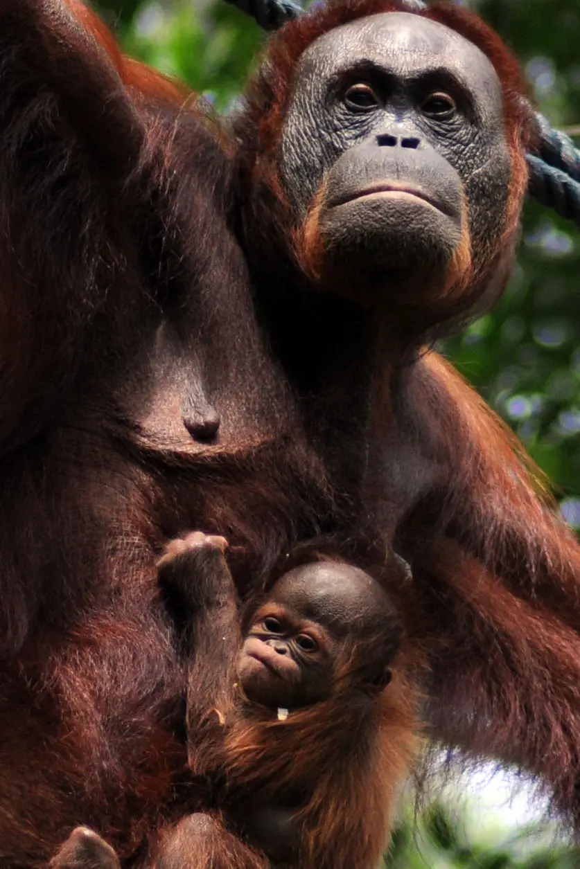 orang outang de Borneo