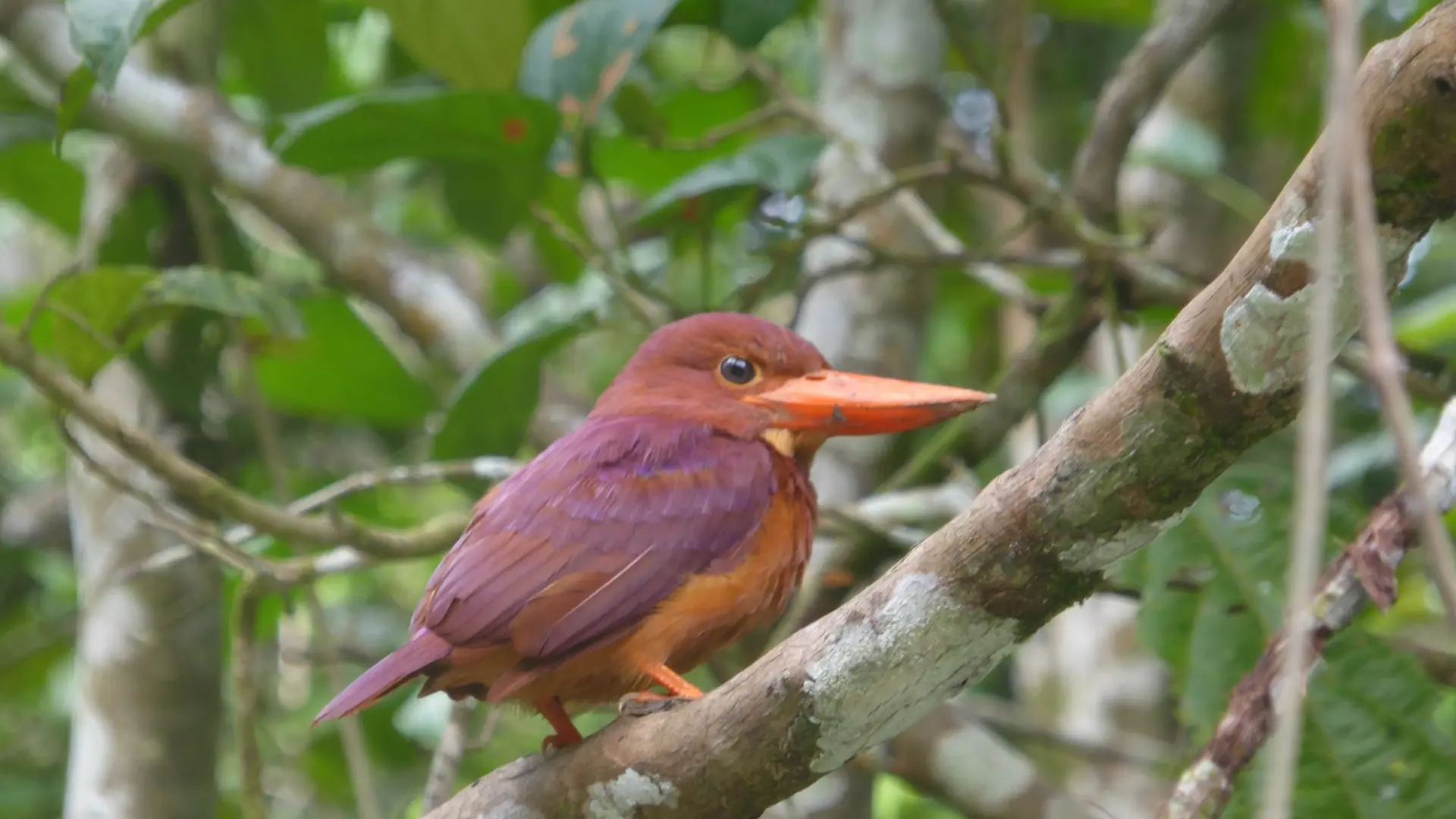 Martin-chasseur violet - Ruddy kingfisher