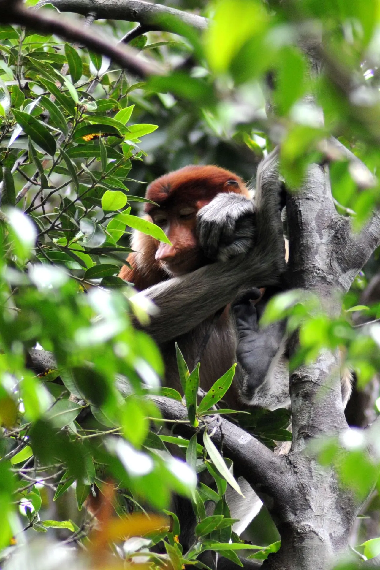 Nasique - Proboscis monkey