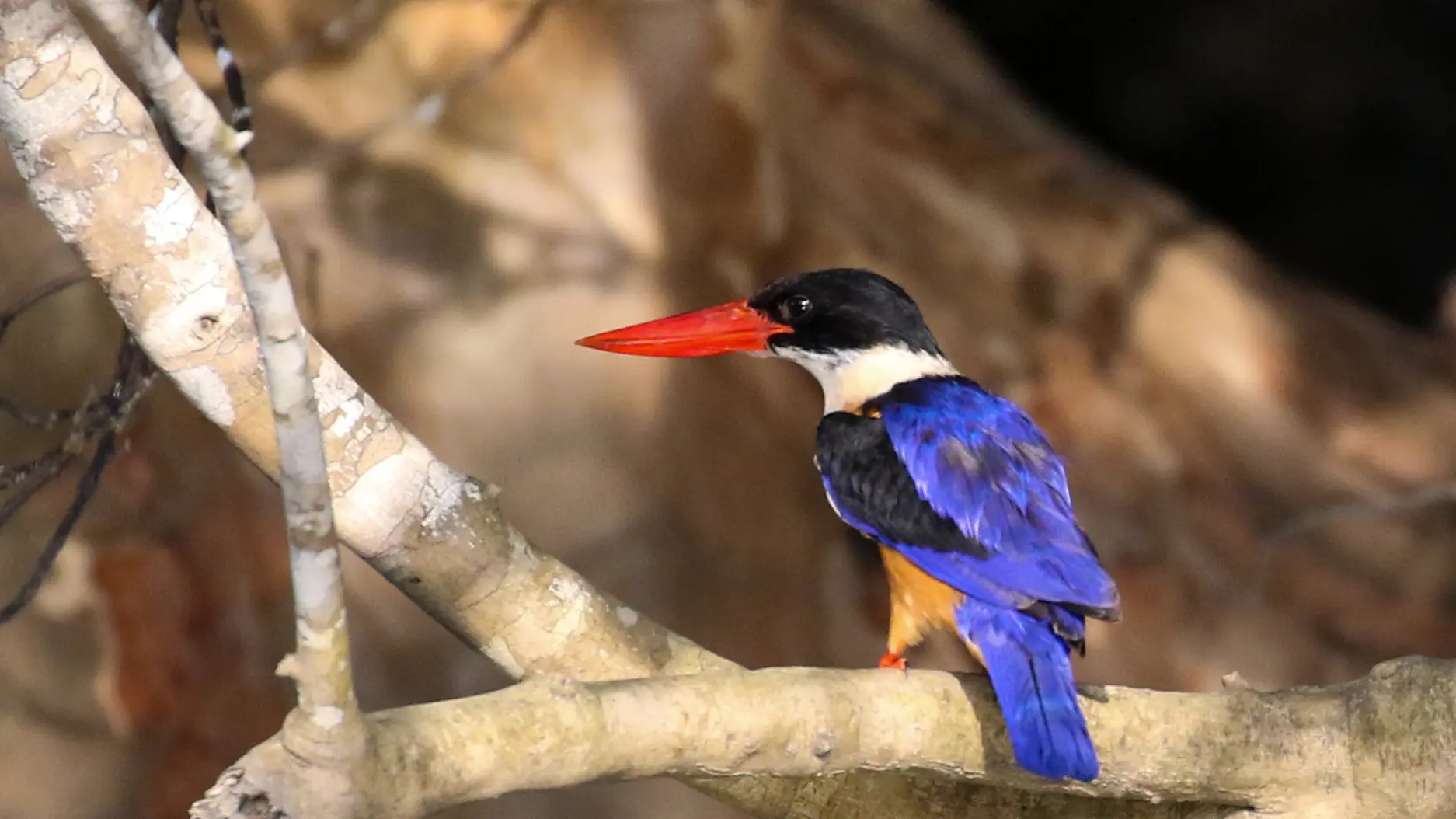 Martin-chasseur à coiffe noire - Black-capped Kingfisher