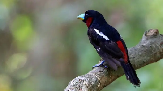 Eurylaime rouge et noir - Black and red Broadbill