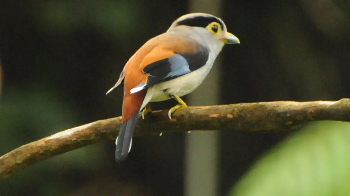 Eurylaime de Gould - Silver-breasted Broadbill