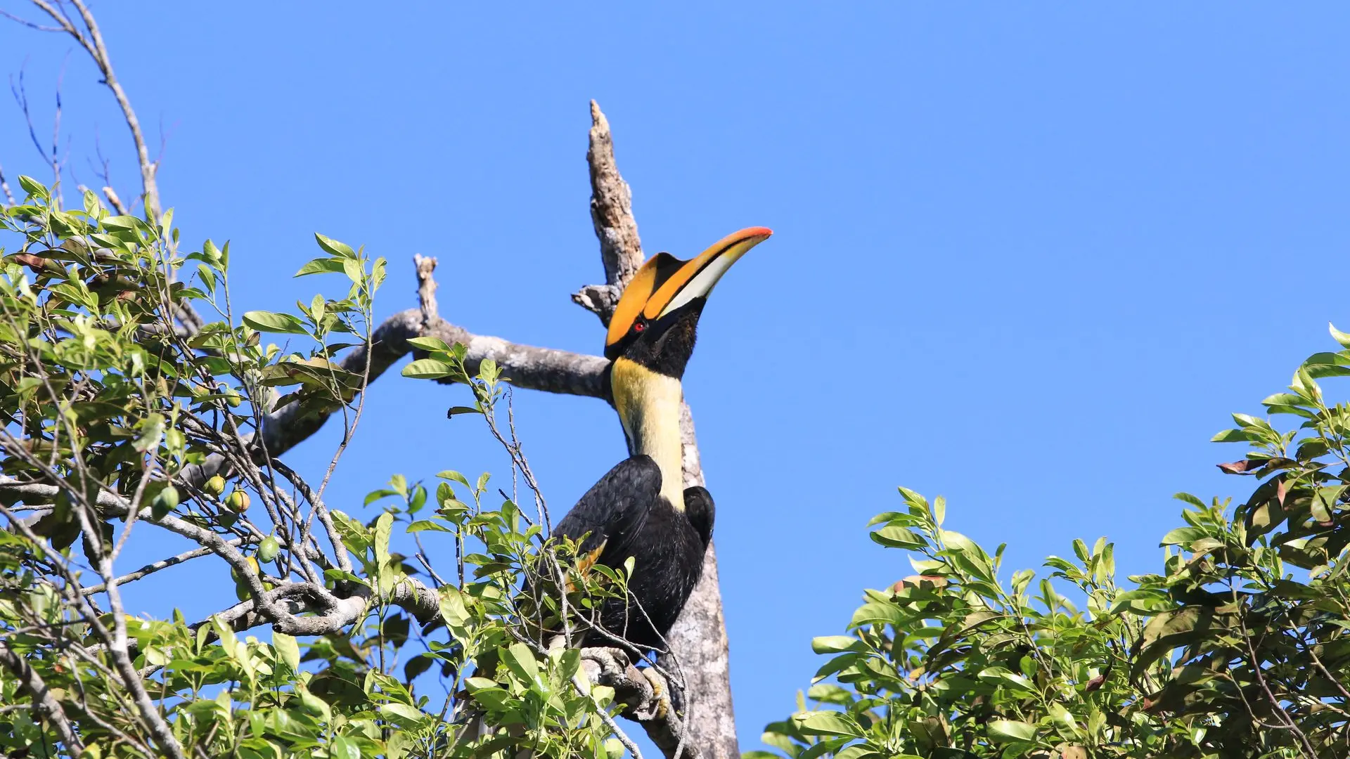 Calao Bicorne - Great Hornbill - Buceros bicornis