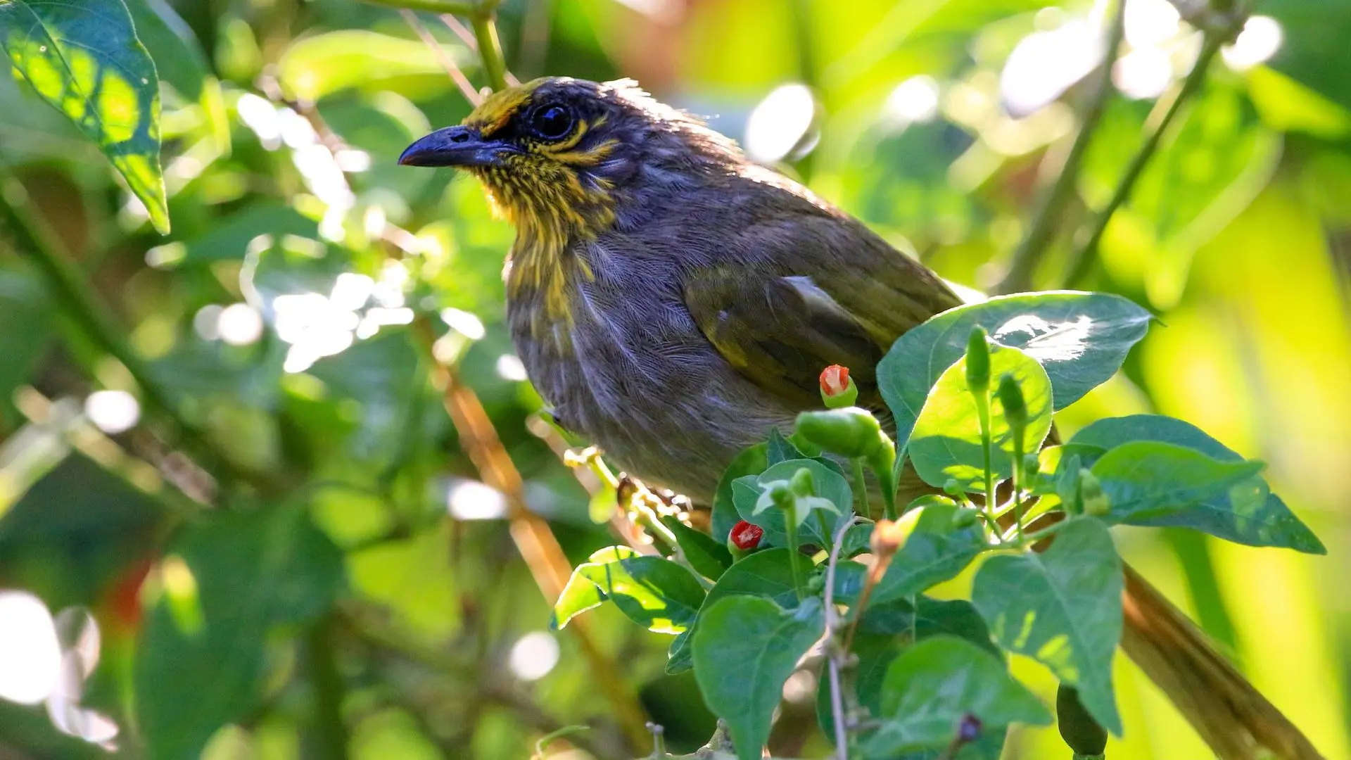 Bulbul de Finlayson - Stripe-throated Bulbul
