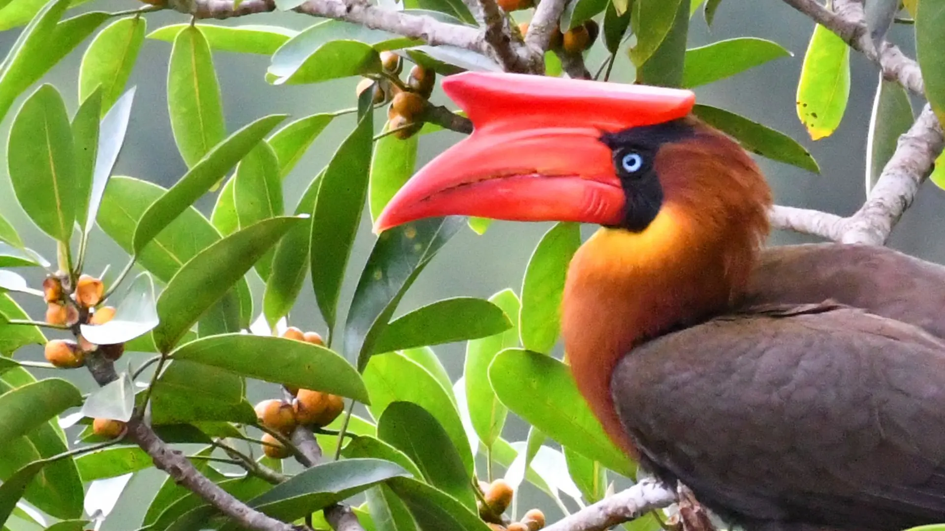 Calao à casque plat - Rufous Hornbill