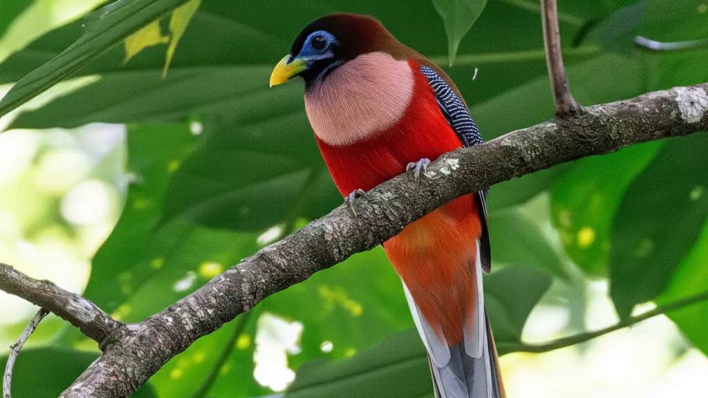 Trogon des Philippines - Philippines Trogon