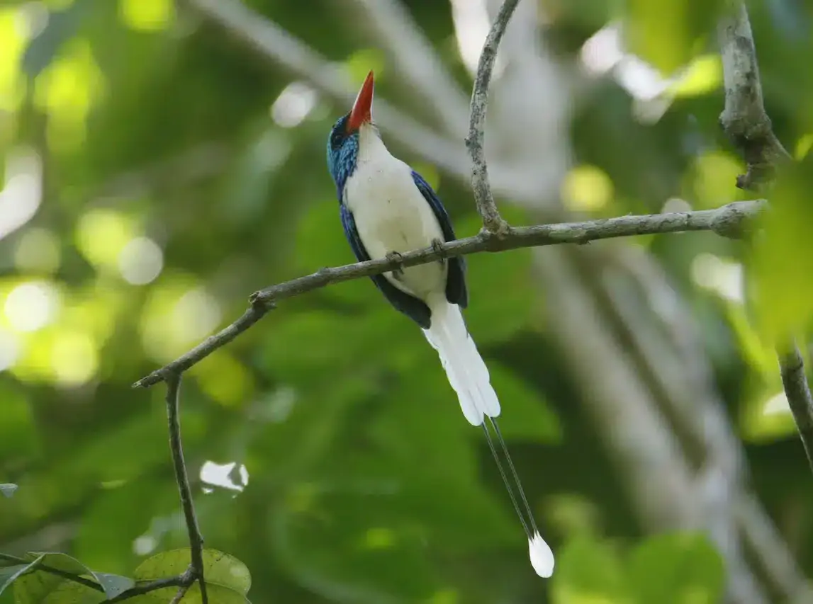 Martin-chasseur de Biak - Biak Paradise-Kingfisher