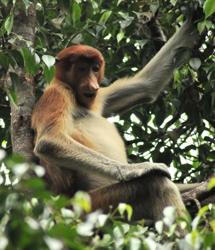 nasique de Bornéo - Proboscis monkey Borneo nasique de Bornéo - Proboscis monkey Borneo
