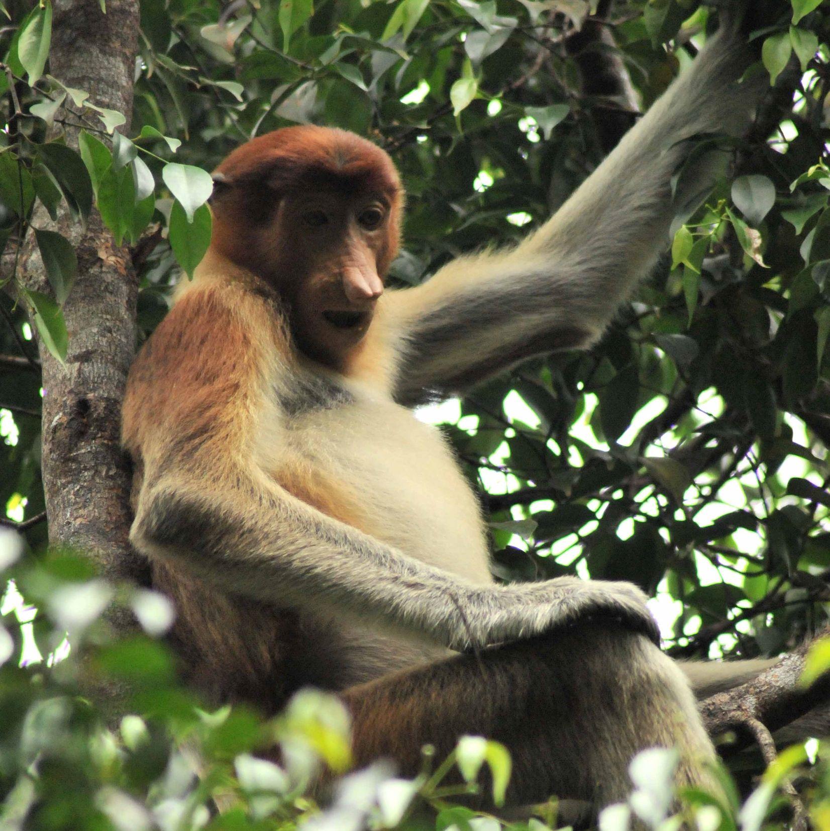 proboscis monkey