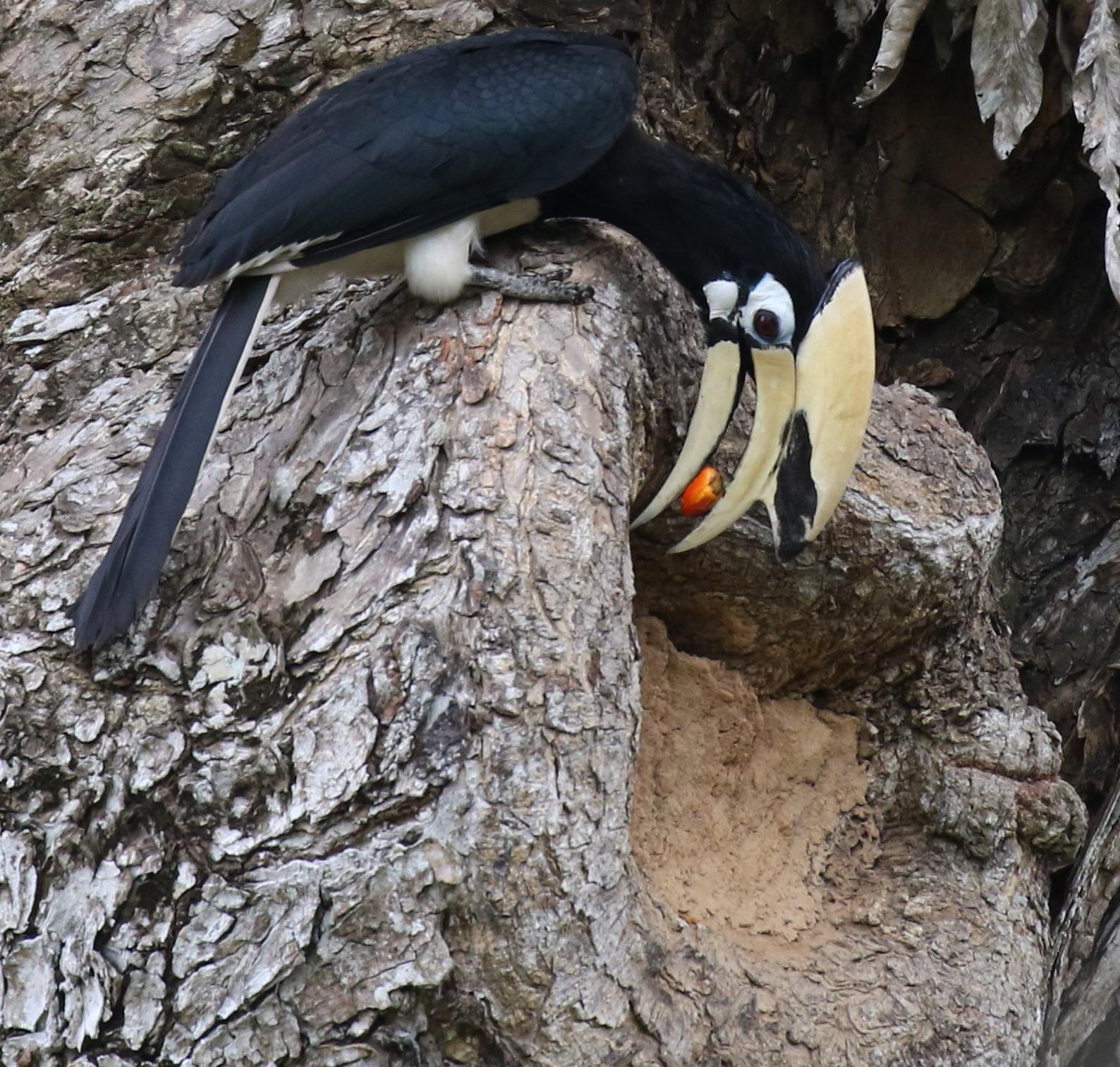 Oriental-pied hornbill